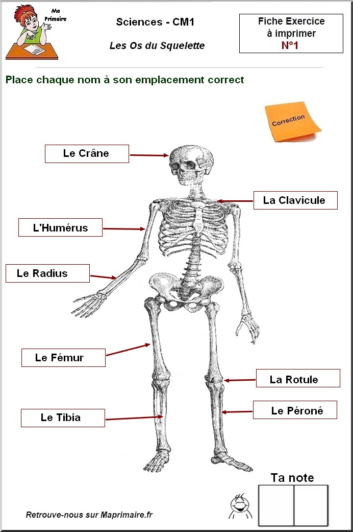 Cm1 Les Os Du Squelette Classe De Primaire