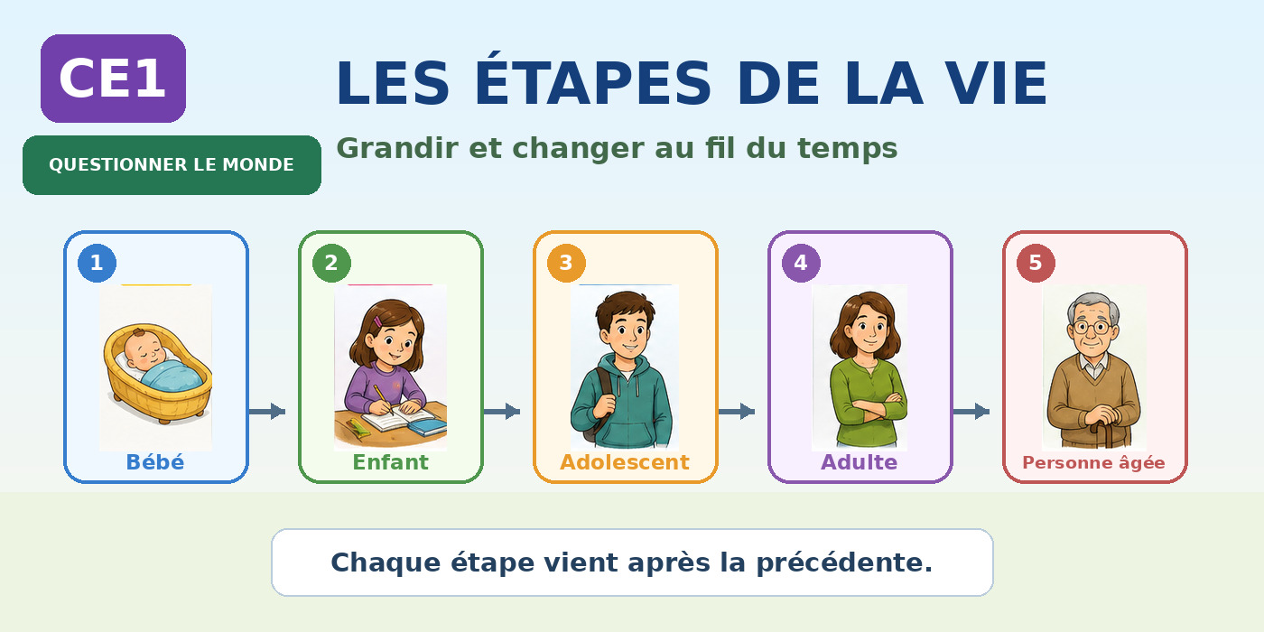 Frise CE1 des principales étapes de la vie humaine.