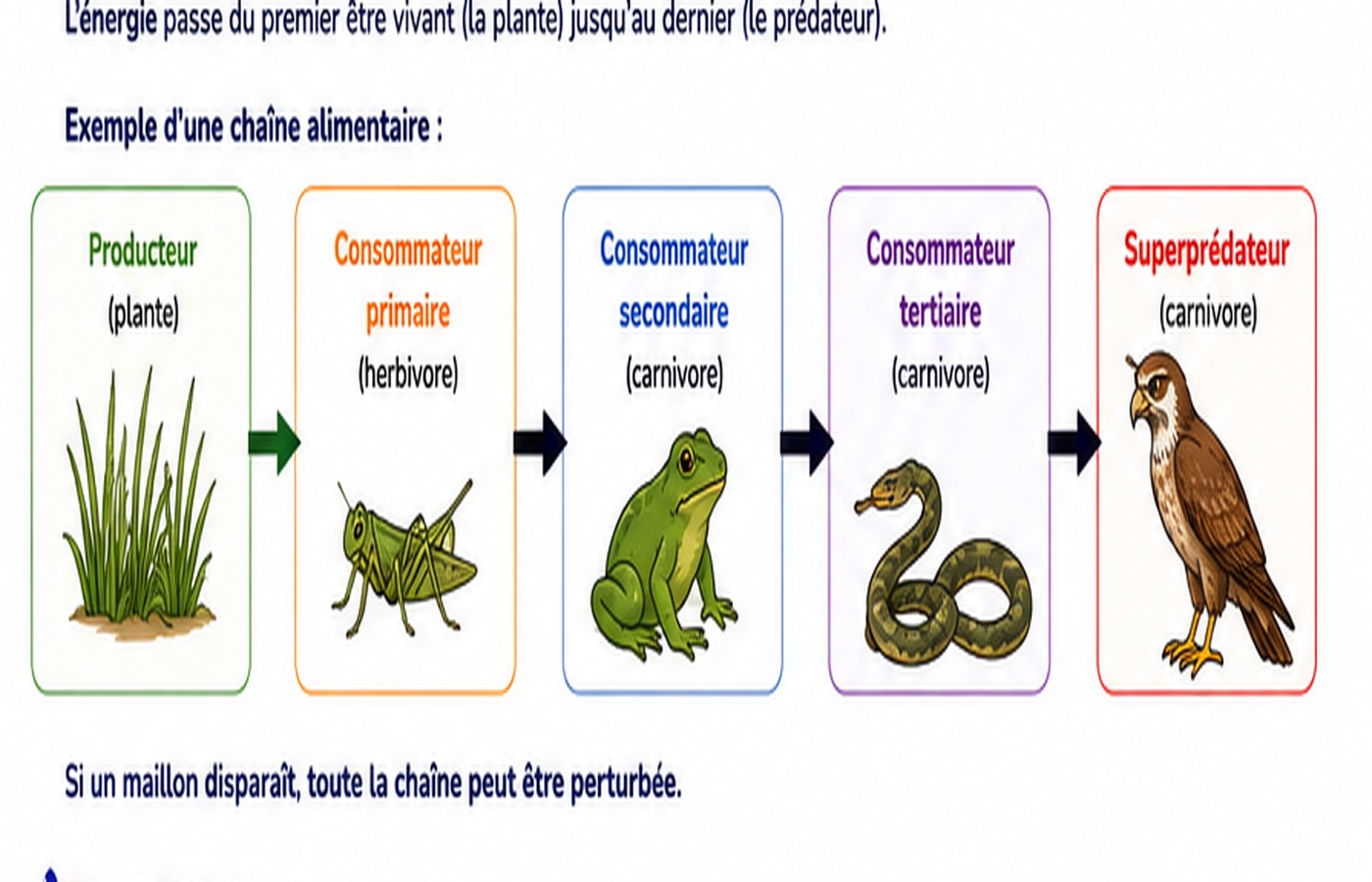 Schéma d’une chaîne alimentaire de prairie.