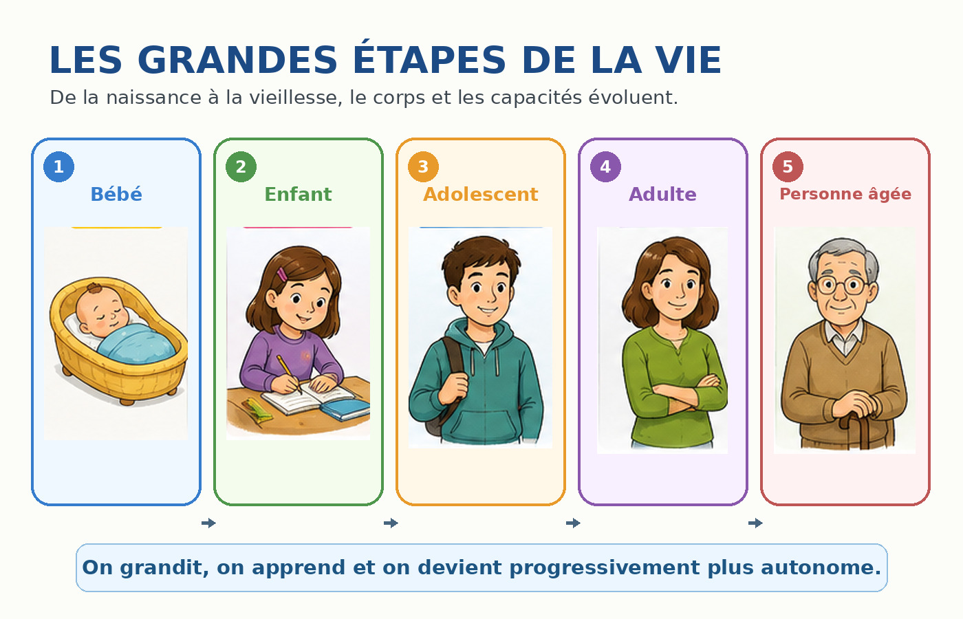 Bébé, enfant, adolescent, adulte et personne âgée dans l’ordre.