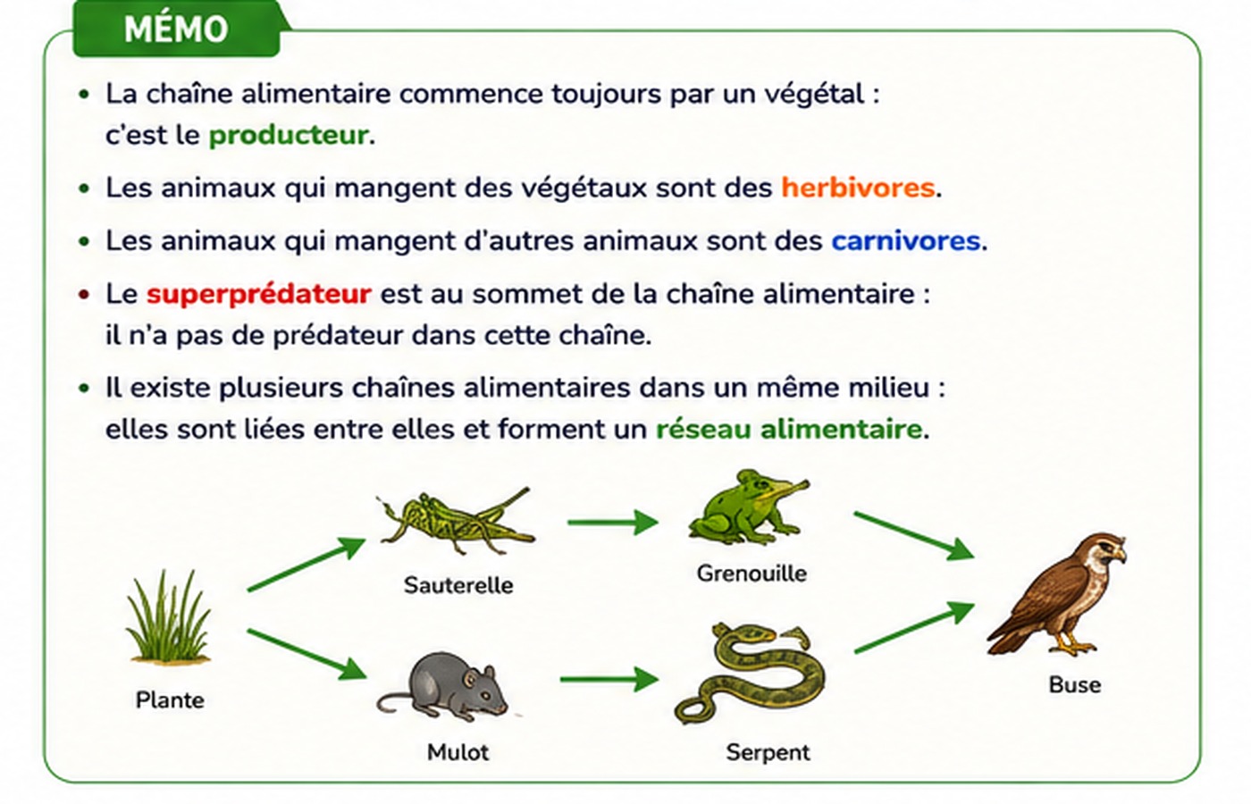 Plusieurs chaînes alimentaires reliées forment un réseau alimentaire.