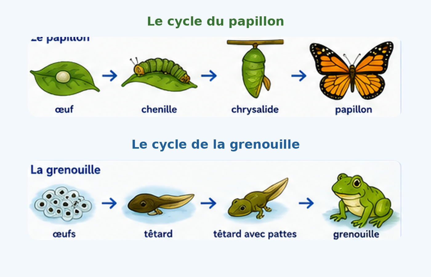 Les cycles de vie de la grenouille et du papillon montrent plusieurs étapes avant l’âge adulte.